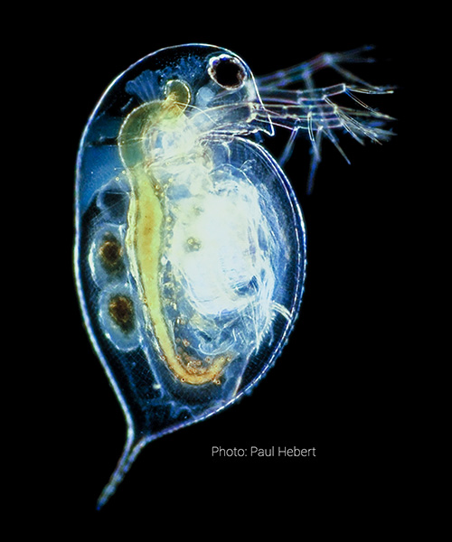 Daphnia magna - Aquatic Indicator Organism