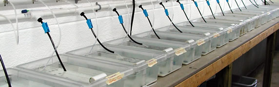 Cyprinella Larval System