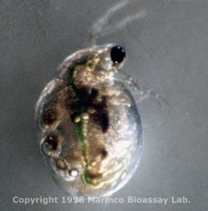 Ceriodaphnia dubia, Water flea