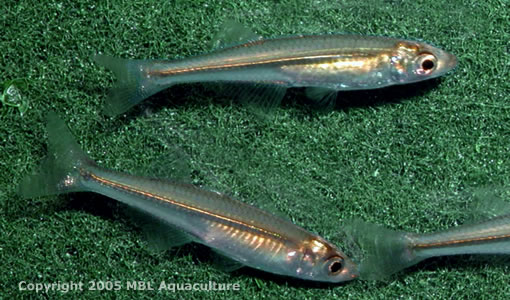 Menidia beryllina, Inland Silverside