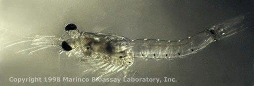 Americamysis bahia (Mysidopsis bahia), Mysid shrimp, Mysids