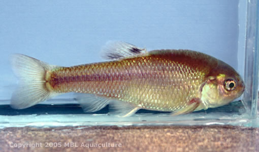 Fathead minnow, Pimephales promelas